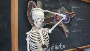 middle school anatomy class skeleton